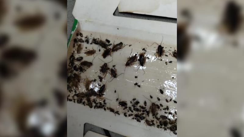 Živí i mrtví škůdci mezi jídlem. Inspektoři zavřeli známou restauraci v Hradci