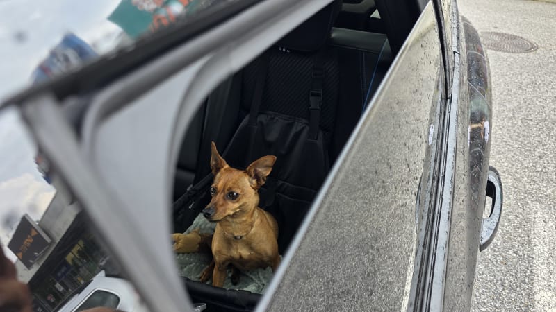 Pes v rozpáleném autě? Majitel může dostat vysokou pokutu. Za týrání zvířat hrozí i vězení