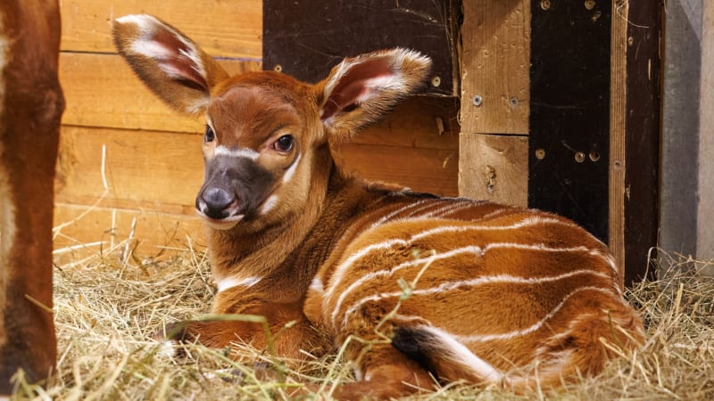 Vzácné přírůstky v pražské zoo: Porodily samice bonga horského, druh je na červeném seznamu