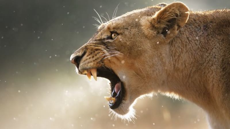 Nelegální chov šelem v Rokycanech: Lidi děsí řev lvic. Povolení nemám, přiznává majitel