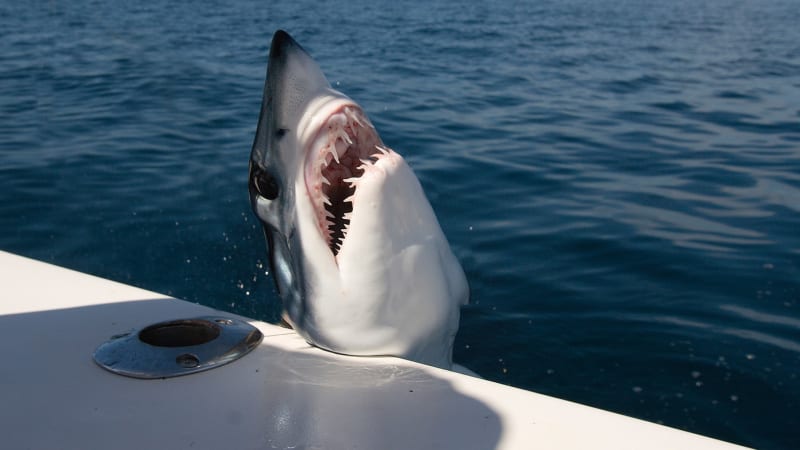 Drama v Chorvatsku: Žralok ukradl rybáři úlovek, pak zaútočil na loď. Jako z hororu, popsal muž