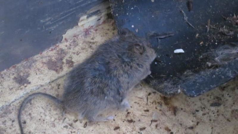 Rozkládající se hlodavci v pekárně či exkrementy v kočičí kavárně. Inspekce zakročila