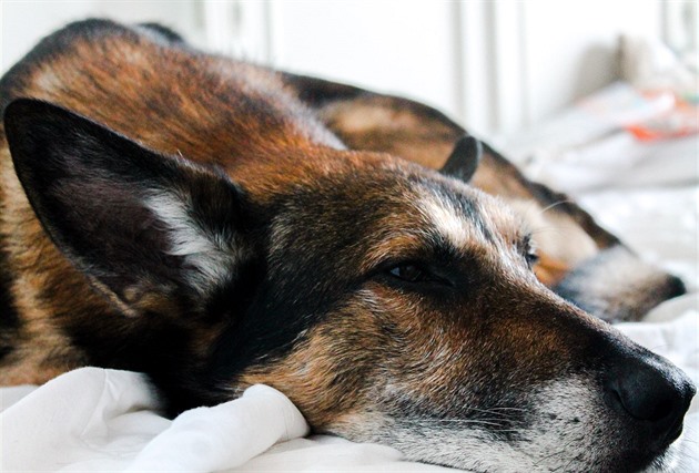Podzimní psí chřipka. Jak poznat kotcový kašel a předejít zápalu plic