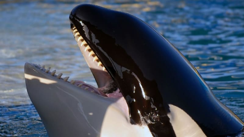 Kosatky překvapily vědce útokem na žraloky bílé. Učí se nové taktiky zabíjení