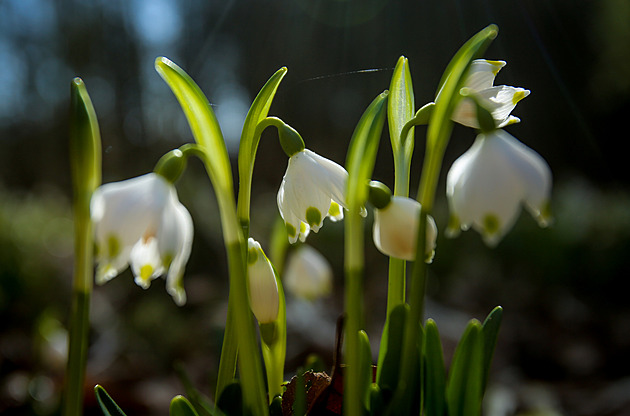 Počasí bylo jako v dubnu. V Česku ve středu opět padaly teplotní rekordy