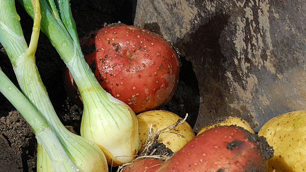 Dáváte cibuli k bramborám? Přestaňte s tím, zbytečně si tím ničíte zásoby
