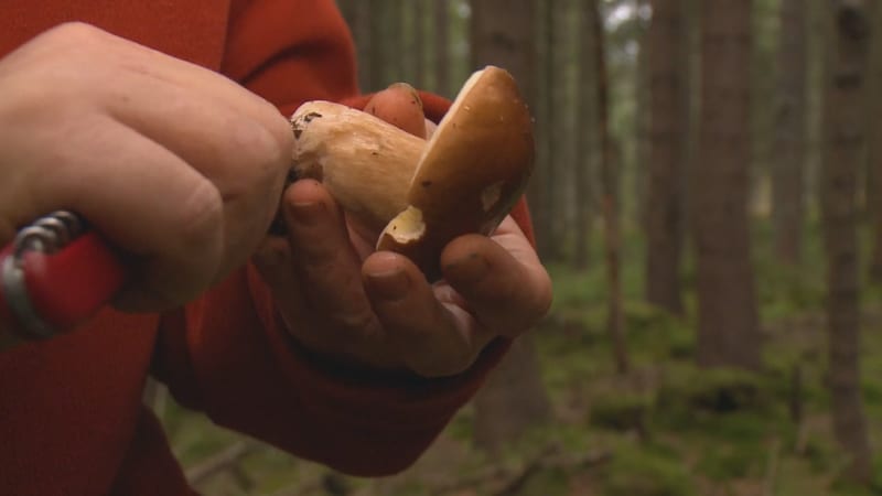 Lesy o víkendu zaplavili houbaři, ti slavili žně. Rodina na Šumavě našla devět plných košíků